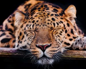 Preview wallpaper leopard, muzzle, sleep, predator