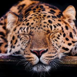 Preview wallpaper leopard, muzzle, sleep, predator