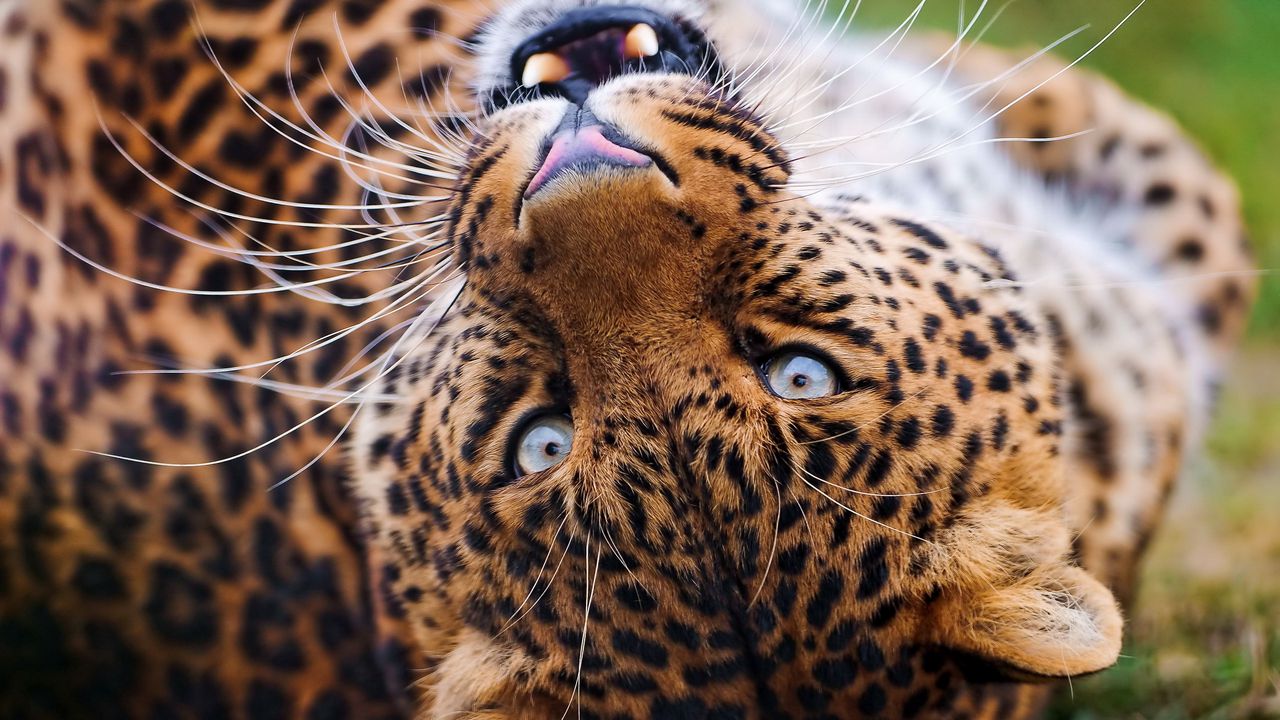 Wallpaper leopard, muzzle, spotted, big cat, grin, predator
