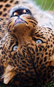 Preview wallpaper leopard, muzzle, spotted, big cat, grin, predator