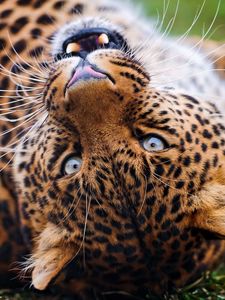 Preview wallpaper leopard, muzzle, spotted, big cat, grin, predator