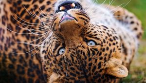 Preview wallpaper leopard, muzzle, spotted, big cat, grin, predator