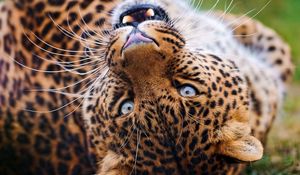 Preview wallpaper leopard, muzzle, spotted, big cat, grin, predator