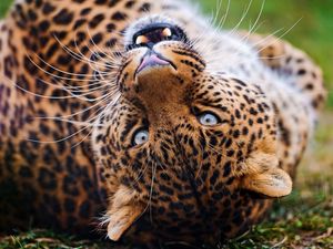 Preview wallpaper leopard, muzzle, spotted, big cat, grin, predator