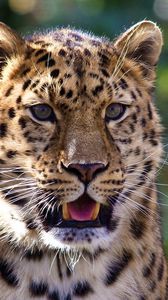 Preview wallpaper leopard, muzzle, surprise, predator, dangerous, big cat