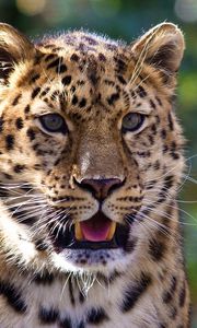 Preview wallpaper leopard, muzzle, surprise, predator, dangerous, big cat