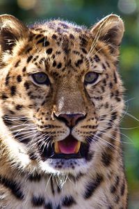 Preview wallpaper leopard, muzzle, surprise, predator, dangerous, big cat