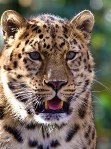 Preview wallpaper leopard, muzzle, surprise, predator, dangerous, big cat