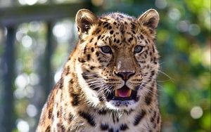 Preview wallpaper leopard, muzzle, surprise, predator, dangerous, big cat