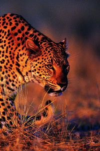 Preview wallpaper leopard, orange background, big cat