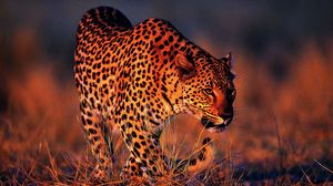 Preview wallpaper leopard, orange background, big cat