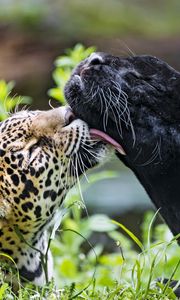 Preview wallpaper leopard, panther, lick, animals, wildlife