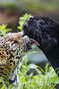 Preview wallpaper leopard, panther, lick, animals, wildlife