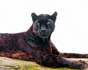 Preview wallpaper leopard, panther, predator, face, eyes