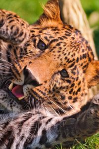 Preview wallpaper leopard, paw, big cat, predator