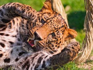 Preview wallpaper leopard, paw, big cat, predator