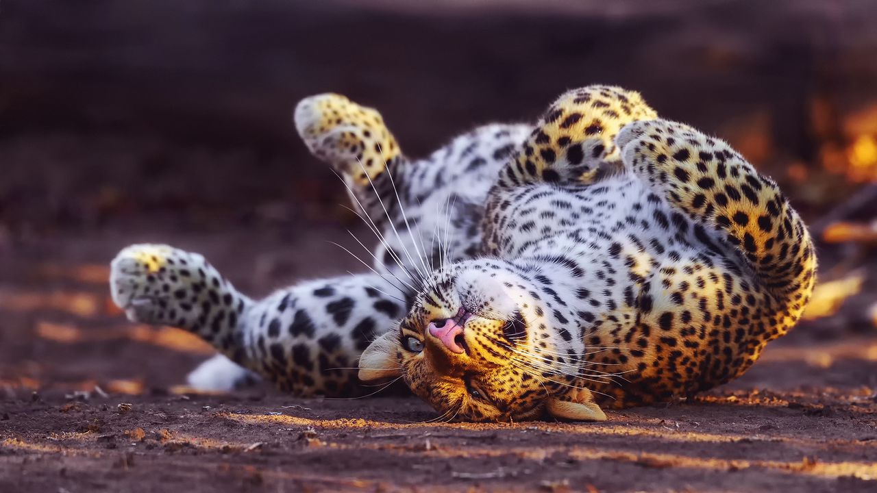 Wallpaper leopard, playful, predator, big cat
