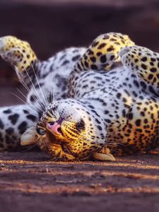 Preview wallpaper leopard, playful, predator, big cat