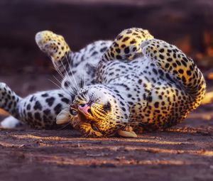 Preview wallpaper leopard, playful, predator, big cat