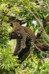 Preview wallpaper leopard, pose, paws, tree, predator