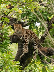 Preview wallpaper leopard, pose, paws, tree, predator