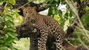 Preview wallpaper leopard, pose, paws, tree, predator