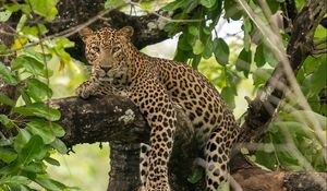 Preview wallpaper leopard, pose, paws, tree, predator