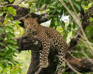 Preview wallpaper leopard, pose, paws, tree, predator