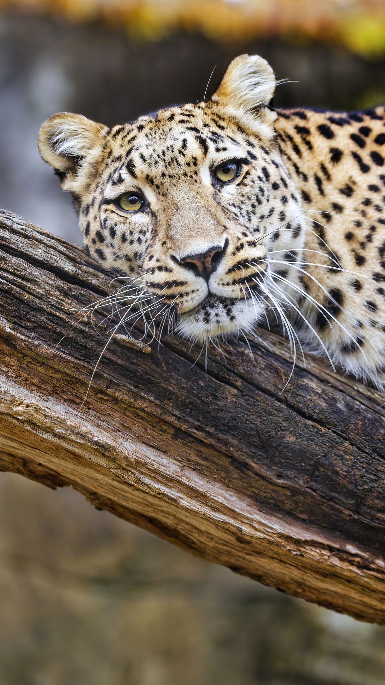 Download wallpaper 1350x2400 leopard, pose, predator, big cat, animal ...