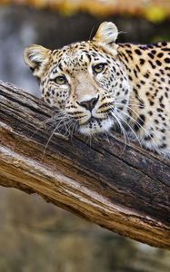 Preview wallpaper leopard, pose, predator, big cat, animal, log