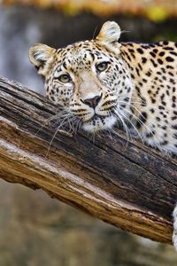 Preview wallpaper leopard, pose, predator, big cat, animal, log