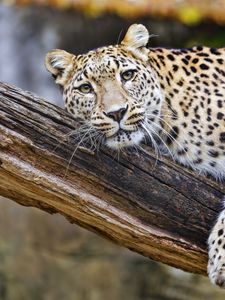 Preview wallpaper leopard, pose, predator, big cat, animal, log