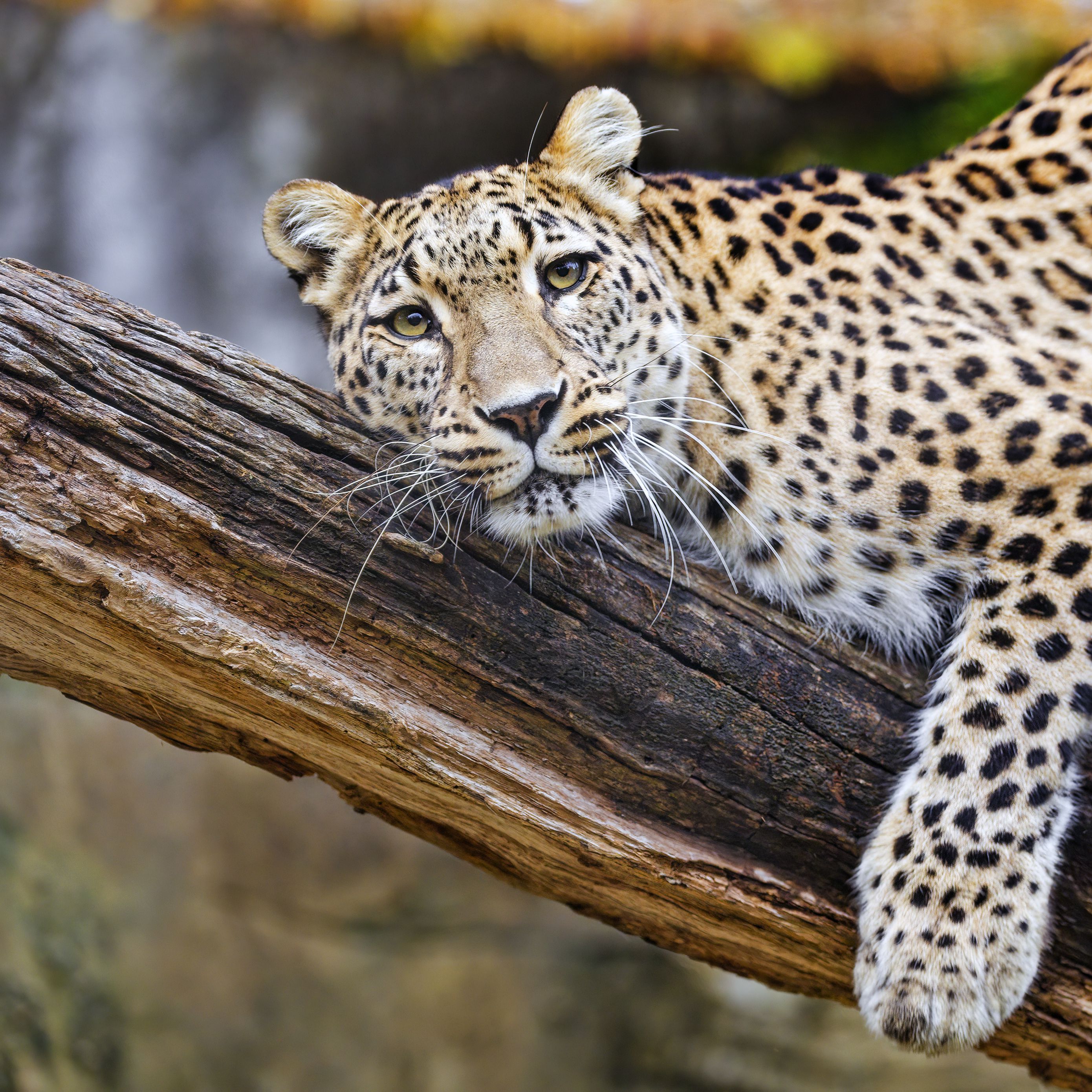 Download wallpaper 2780x2780 leopard, pose, predator, big cat, animal ...