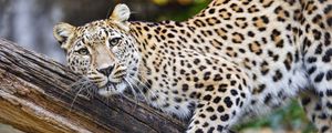 Preview wallpaper leopard, pose, predator, big cat, animal, log