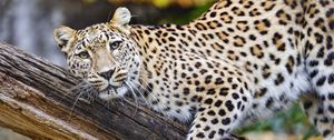 Preview wallpaper leopard, pose, predator, big cat, animal, log