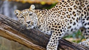 Preview wallpaper leopard, pose, predator, big cat, animal, log