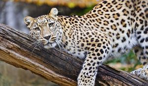 Preview wallpaper leopard, pose, predator, big cat, animal, log