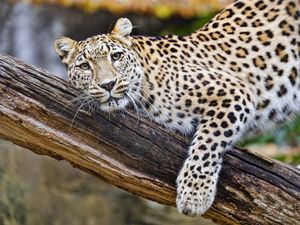 Preview wallpaper leopard, pose, predator, big cat, animal, log