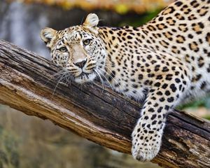 Preview wallpaper leopard, pose, predator, big cat, animal, log