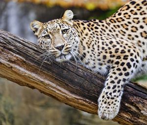 Preview wallpaper leopard, pose, predator, big cat, animal, log