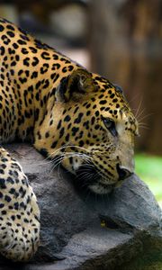 Preview wallpaper leopard, pose, stone, predator