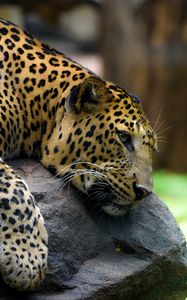 Preview wallpaper leopard, pose, stone, predator