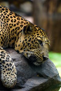 Preview wallpaper leopard, pose, stone, predator