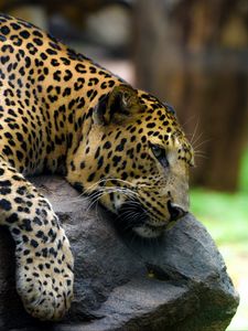 Preview wallpaper leopard, pose, stone, predator