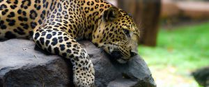 Preview wallpaper leopard, pose, stone, predator