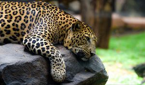 Preview wallpaper leopard, pose, stone, predator
