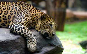 Preview wallpaper leopard, pose, stone, predator