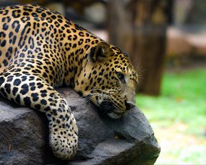 Preview wallpaper leopard, pose, stone, predator