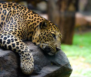 Preview wallpaper leopard, pose, stone, predator