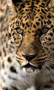 Preview wallpaper leopard, predator, aggression, look, big cat